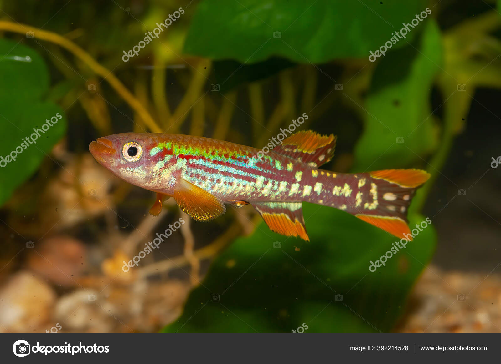 Very Nice Aquarium Fundulopanchax Mirabilis Fundulopanchax Genus Killifish Living Photo by ©Aqualife333