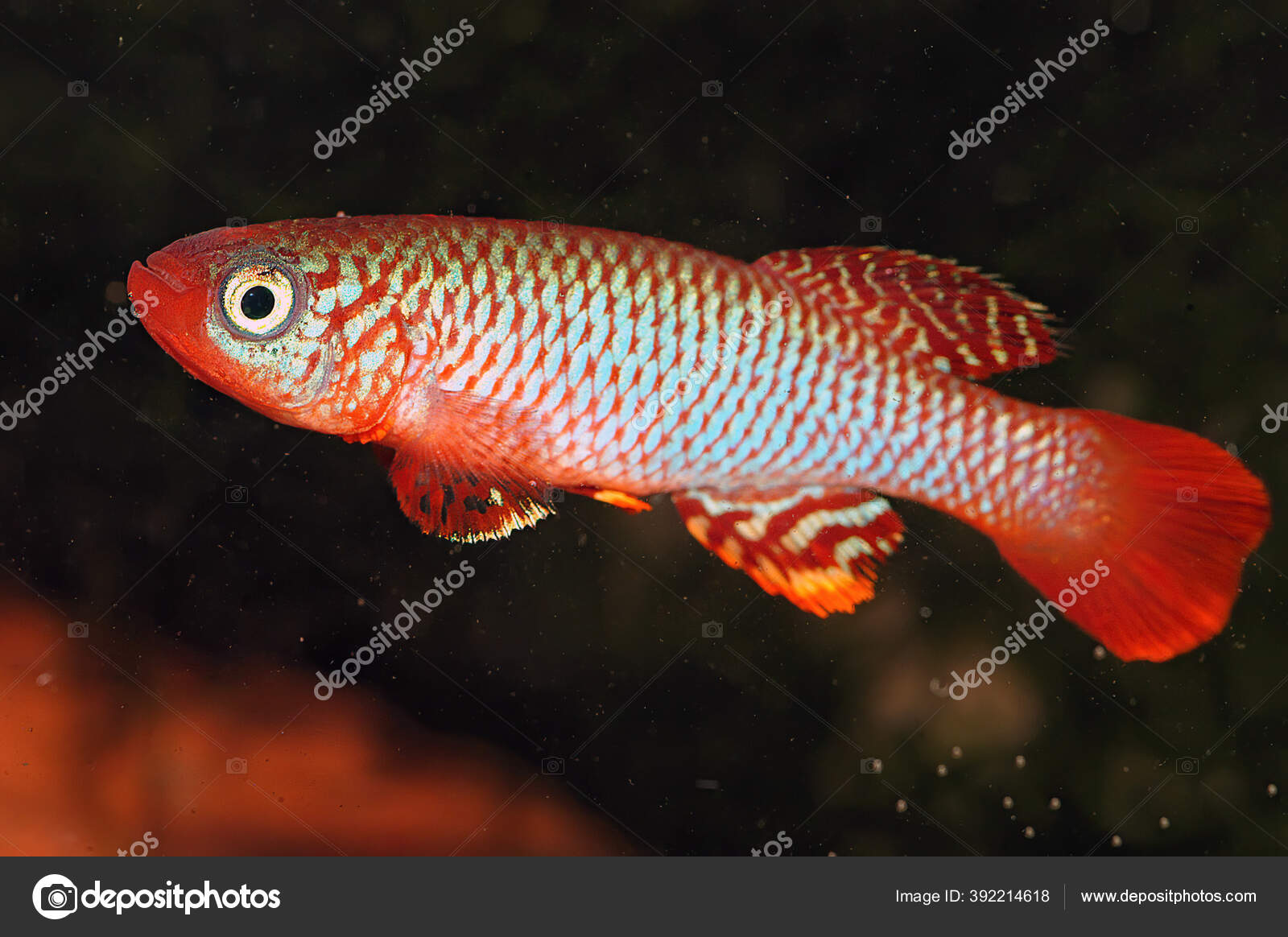Nothobranchius Flammicomantis Kisaki Aquarium Africa Photo ©Aqualife333 392214618