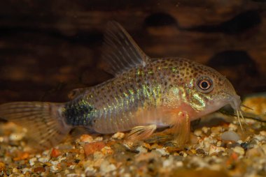 Akvaryum kedisi. Corydoras Arcuatus 'un iki yaygın adı vardır. Kemerli Cory ya da kokarca Cory ve ikisi de burundan kuyruğuna kadar uzanan siyah şeritten bahseder..