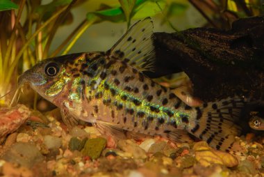Akvaryum yayın balığı. Corydoras robinae (Bayan Schwartz 'ın Corydoras' ı). Kuyruk yüzgecindeki yatay çizgiler sayesinde çok ayırt edici bir tür kolayca tanımlanabilir.