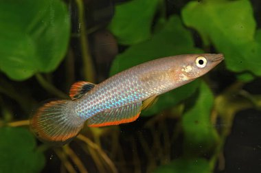 The blue panchax or whitespot (Aplocheilus panchax Kalkutta) is a common freshwater fish found in a large variety of habitats due to its high adaptability. This species is native to southern Asia from Pakistan                                clipart