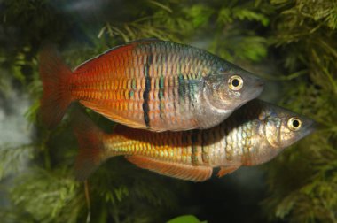 Boeseman 'ın gökkuşağı balığı (