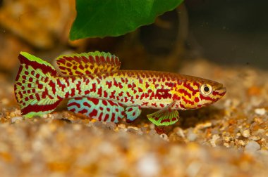 Fundulopanchax gardneri, erkek, Afrika akvaryumu yağmur ormanlarından gelen kerevit.