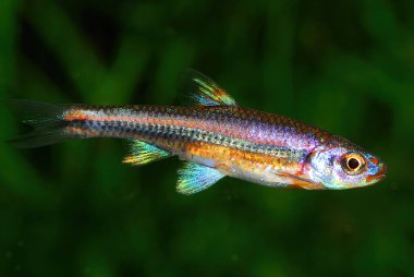 Notropis hypselopterus (Pteronotropis hypselopterus), Amerika Birleşik Devletleri 'nin güneydoğusunda yaşayan bir balık türü.       