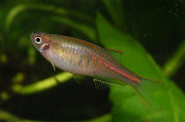 Danio choprai Glowlight danio, Burma (Myanmar) 'lı küçük bir akvaryum balığıdır. Küçük akvaryumlar ve nanotekpler için uygundur..    