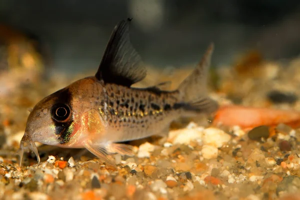 Akvaryum balığı. Pembe Corydoras axelrodi, Callichthyidae familyasından Corydoradinae alt familyasına ait tropik bir tatlı su balığıdır..