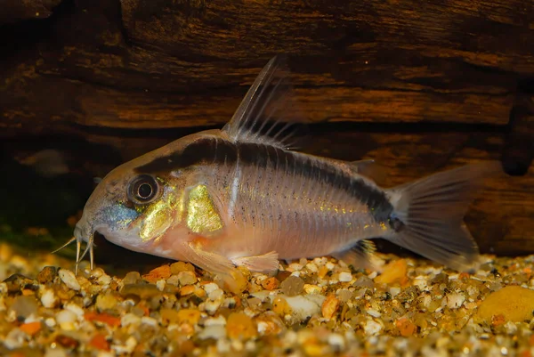Akvaryum yayın balığı. Corydoras Arcuatus 'un iki yaygın adı vardır. Kemerli Cory ya da kokarca Cory..