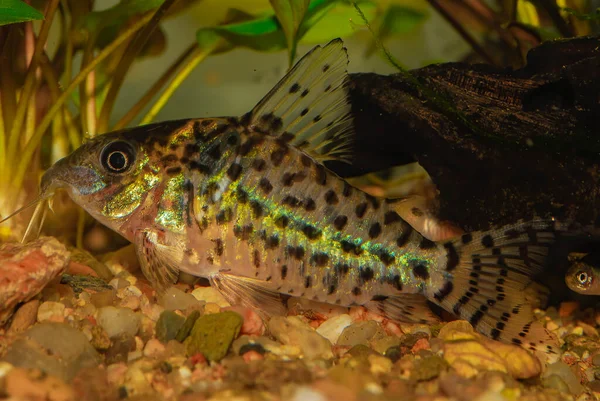 Akvaryum yayın balığı. Corydoras robinae (Bayan Schwartz 'ın Corydoras' ı). Kuyruk yüzgecindeki yatay çizgiler sayesinde çok ayırt edici bir tür kolayca tanımlanabilir.