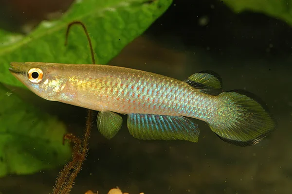 Blue Panchax Whitespot Aplocheilus Panchax 024 Common Freshwater Fish Found — Stock Photo, Image