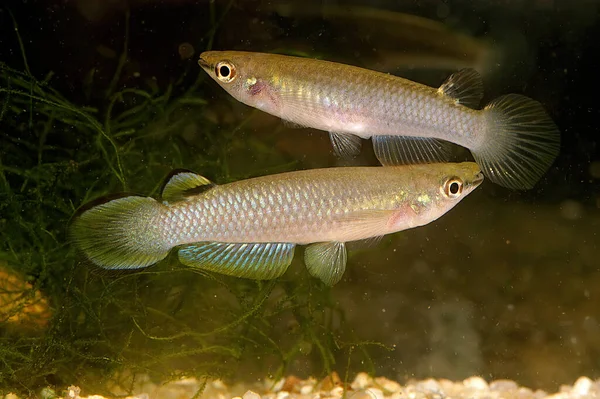 Blue Panchax Whitespot Aplocheilus Panchax 024 Common Freshwater Fish Found — Stock Photo, Image