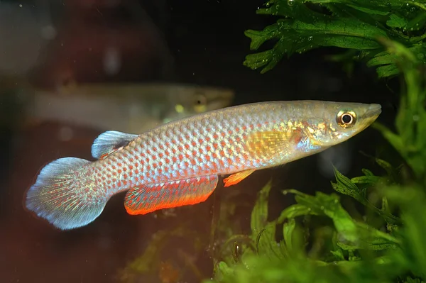 Panchax Azul Aplocheilus Panchax Phuket Peixe Água Doce Comum Encontrado — Fotografia de Stock