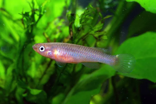 Aquarium Killifish Aphyosemion Citrineipinnis Gjs Massika — Stock Photo, Image