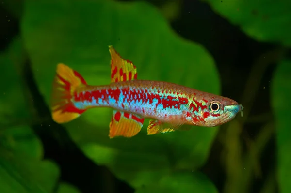 Aphyosemion Louessense Rpc Aquário Killifish Aphyosemion Louessense Descrito Partir Área — Fotografia de Stock