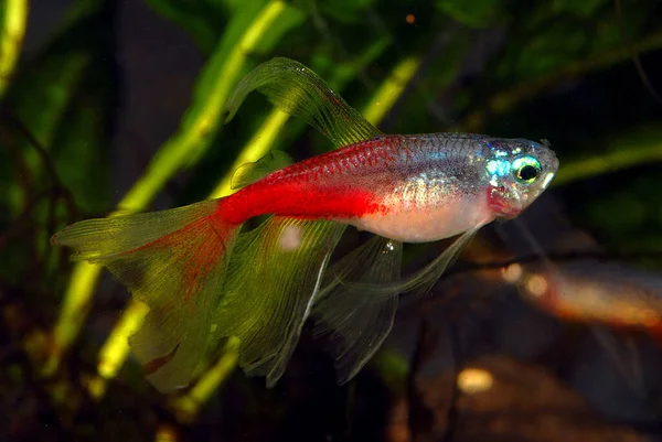 Neon tetra (Paracheirodon innesi), uzun yüzgeçli akvaryum formu.     
