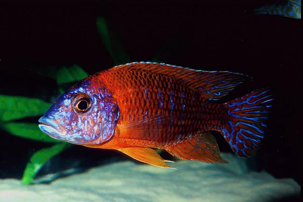 Aulonocara Hansbaenschi Red Flash Lake Malawi Cichlid — Stock Photo, Image