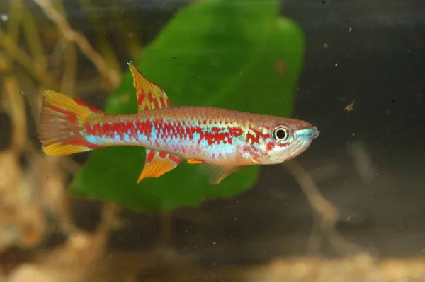 수족관 Aquarium Killifish Aphyosemion Louessense Massif Chaillu 가봉과 Brazzaville 사이의 — 스톡 사진