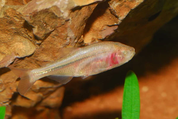 Мексиканская Тетра Astyanax Mexicanus Известная Слепая Пещерная Рыба Слепая Пещерная — стоковое фото