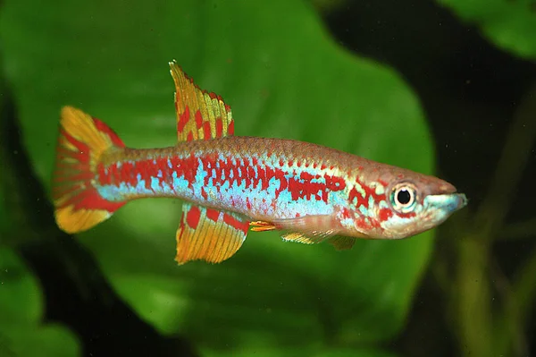 Aquarium Killifish Aphyosemion Louessense Descritto Dalla Zona Confine Tra Gabon — Foto Stock