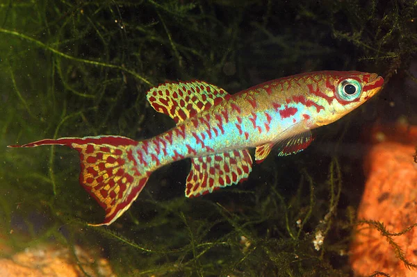 Africano Killifish Aohyosemin Arnoldi Masculino — Fotografia de Stock