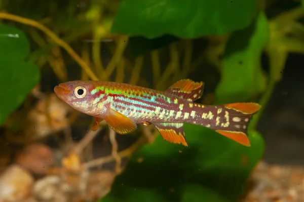 Very Nice Aquarium Fish Fundulopanchax Mirabilis Fundulopanchax Genus Killifish Living — Stock Photo, Image