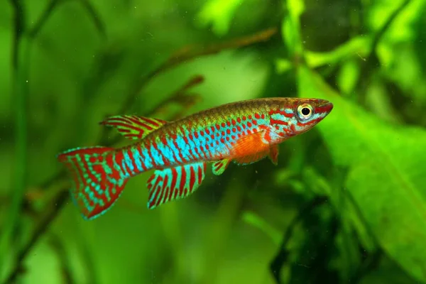 Aphyosemion Elberti Cfe Africa Acqua Dolce Africana Killifish — Foto Stock