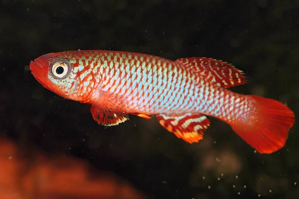 Nothobranchius flammikomantis Kisaki Afrika 'dan gelen akvaryum kertenkele balığı..