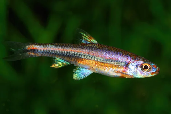 ノトロピス ヒプセルオプテリウス Notropis Hyselopterus アメリカ合衆国南東部に生息するシプリン類の魚種である — ストック写真