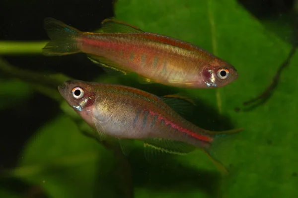 Danio Choprai Glowlight Danio Ist Ein Kleiner Aquarienfisch Aus Burma — Stockfoto