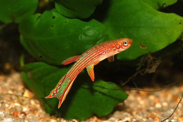 Rivulus Mahdiaensis Nueva Especie Encontró Pequeño Arroyo Afluente Del Río —  Fotos de Stock