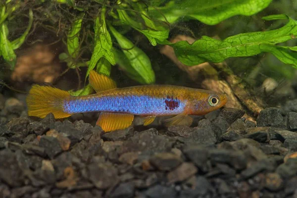 Aphyosemion Ocellatum Cofe Killifish Африки — стокове фото