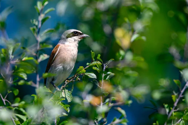 Κόκκινο Υποστηρίζεται Shrike Lanius Collurio Είναι Ένα Σαρκοβόρο Περαστικό Πουλί — Φωτογραφία Αρχείου