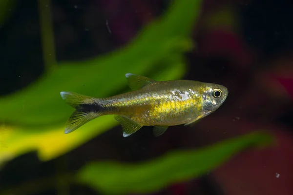 水族館の魚 シルバーティップ テトラ Hasemania Nana はブラジルのサンフランシスコ盆地に生息する淡水魚の一種であるが 水族館に多く保存されている — ストック写真