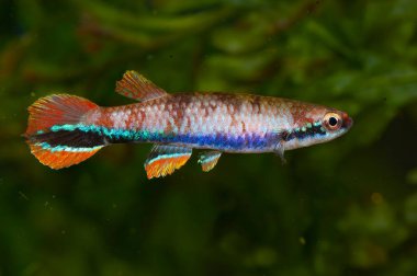 Rivulus xiphidius, Güney Amerika 'da yaşayan bir kerevit türü..