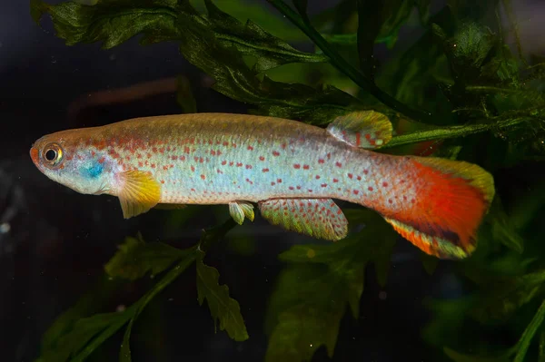 Akvaryum balığı. Rivulus tenuis Papaloapam. Alternatif adı Cynodonichthys tenuis. Rivulus Tenuis, Meksika 'nın Oaxaca eyaletinde, Papaloapan yakınlarında El Hule yakınlarında bulundu..