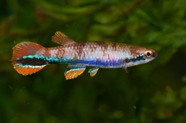 Rivulus Xiphidius Killifish Sudamericano Que Vive Guayana Francesa —  Fotos de Stock