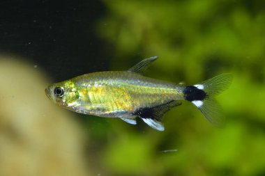 Yakut tetra (Axelrodia riesei), Characidae familyasından bir tatlı su balığı türü. Rio Meta, Kolombiya, Güney Amerika 'da bulunur.. 