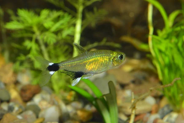 Rubin Tetra Axelrodia Riesei Characidae Családba Tartozó Édesvízi Halfajok Közé — Stock Fotó