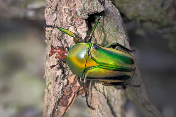 Trevlig Tropisk Skalbagge Från Afrika — Stockfoto