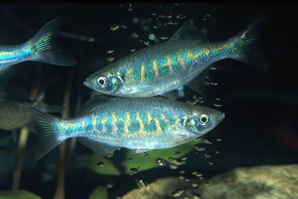 Akvaryum balığı. Çubuklu danio (Devario pathirana), balık (Cyprinidae) familyasından bir balık türü. Sri Lanka kökenli bu balık maksimum 5 cm (6 cm) uzunluğa ulaşır.).
