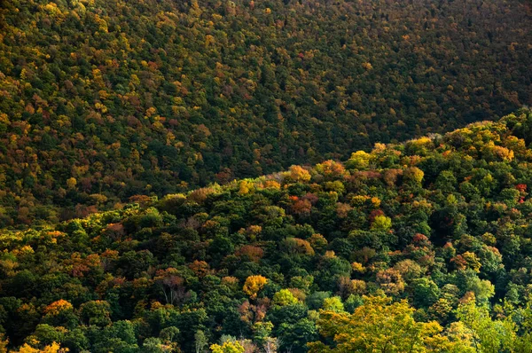 AUTUMN-FALL- Beautiful Fall Colored Trees on a Hunter Mount — Stock Photo, Image