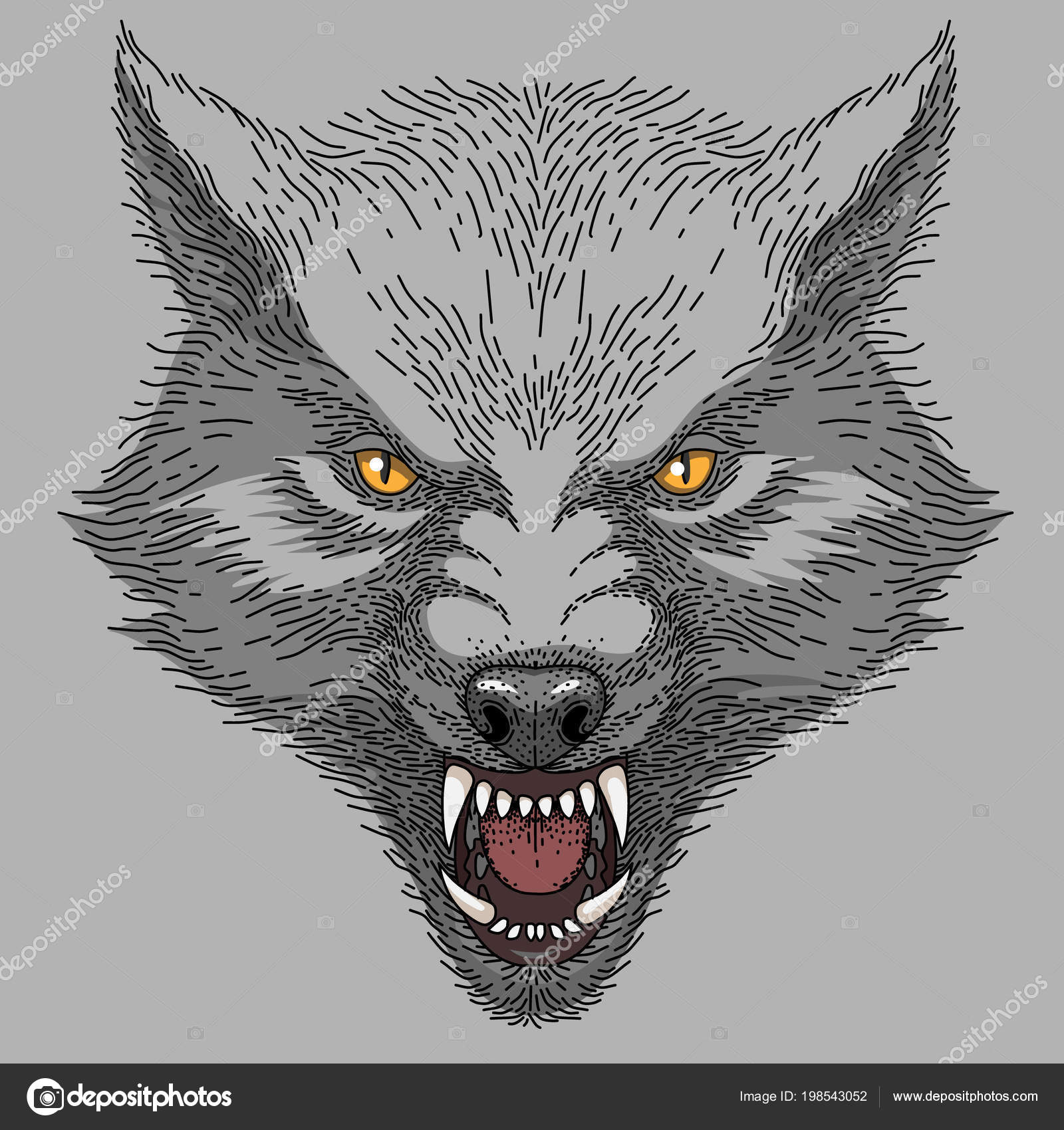 Portrait of a furious gray wolf. Angry wolf roaring isolated on