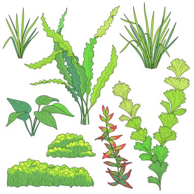 Akvaryum tasarım ve dekorasyon için yeşil sualtı bitkiler. Renkli resimler üzerinde beyaz adam izole kümesi