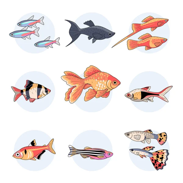 Peces Acuario Populares Parte Conjunto Ilustraciones Coloridas Aisladas Sobre Fondo — Vector de stock