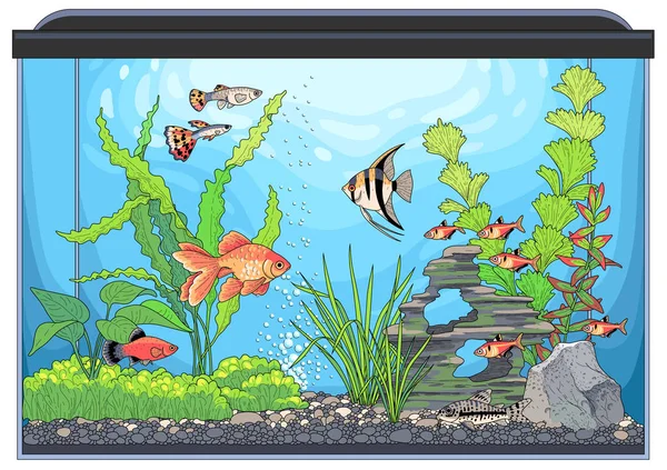 水下景观与绿色植物和彩色鱼 矩形玻璃水族馆的矢量图解 在白色背景上隔离 — 图库矢量图片