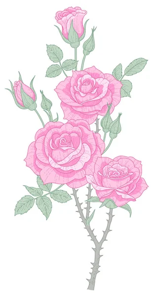 Rosas Rosadas Aisladas Sobre Fondo Blanco Ilustración Botánica Estilo Vintage — Vector de stock