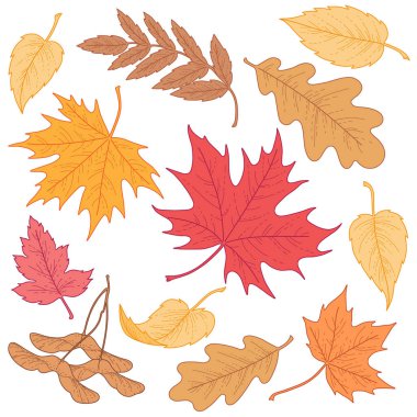 Akçaağaç, meşe ve huş tasarım ve dekorasyon için çok renkli yaprakları. Beyaz adam izole illüstrasyonlar kümesi