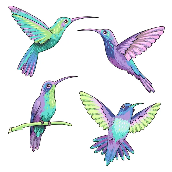 Colibríes aislados — Vector de stock