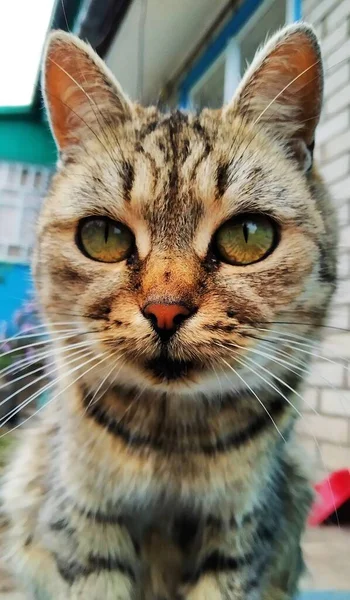 Gri Bir Kedinin Kocaman Güzel Gözleri Bir Evcil Hayvan Portresi — Stok fotoğraf