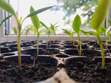 Pencerede sebze yetiştiriyor. Baharda çiftçilik.