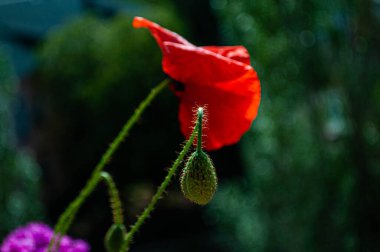 Kırmızı haşhaş yaz resmi